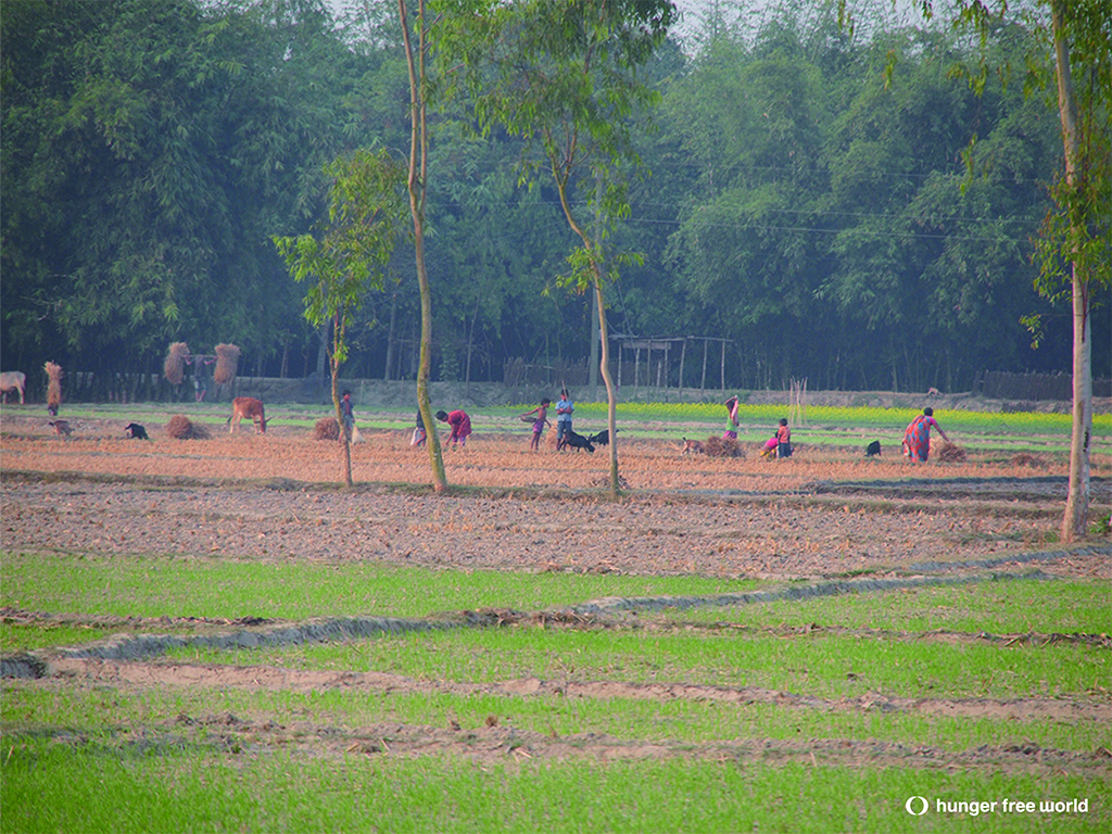 バングラデシュの一家で農作業
