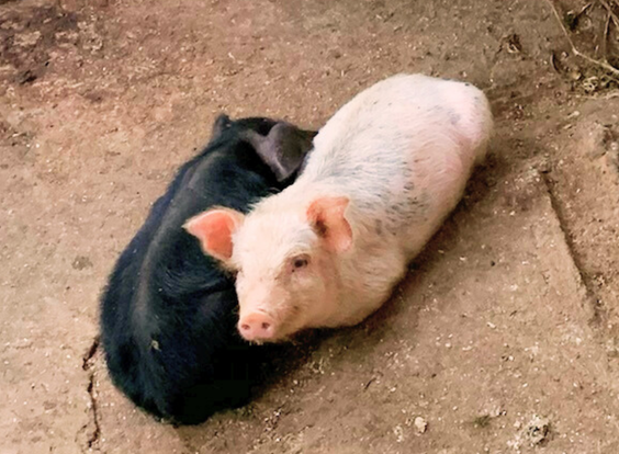 飼育している豚