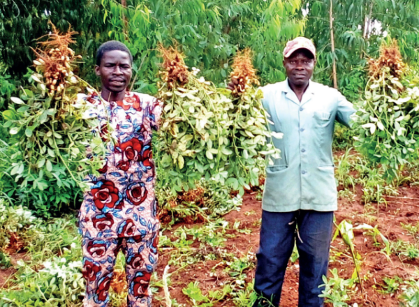 落花生の種の収穫