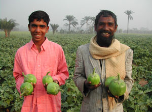 harvest